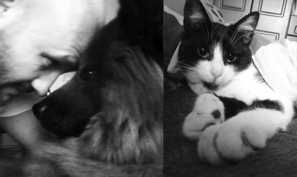 Dante y Picasso